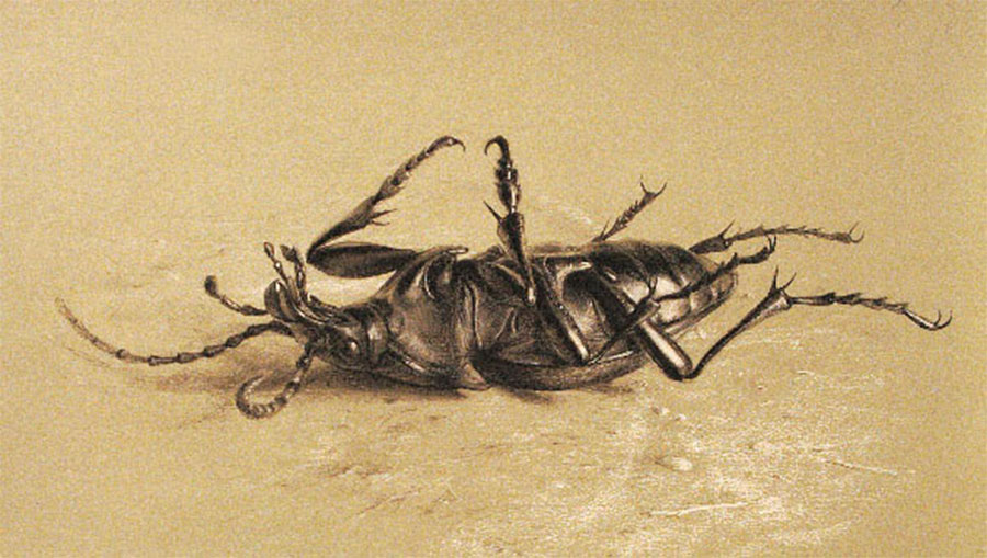 Beetle on its back
