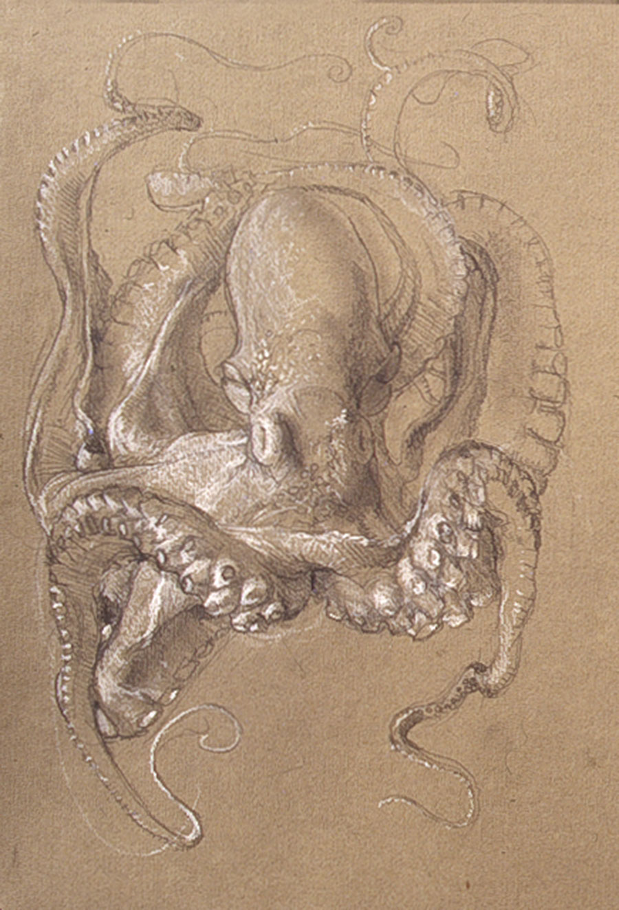 Octopus study