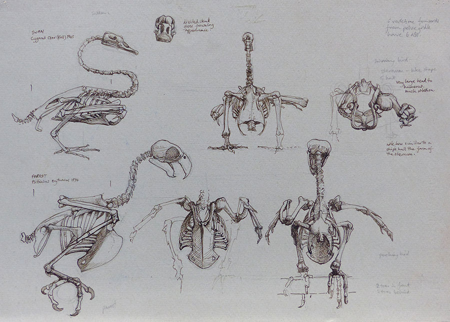 Parrot and Swan skeletal studies