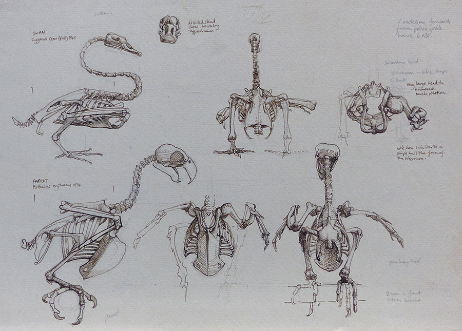 Studi sugli scheletri di pappagallo e cigno