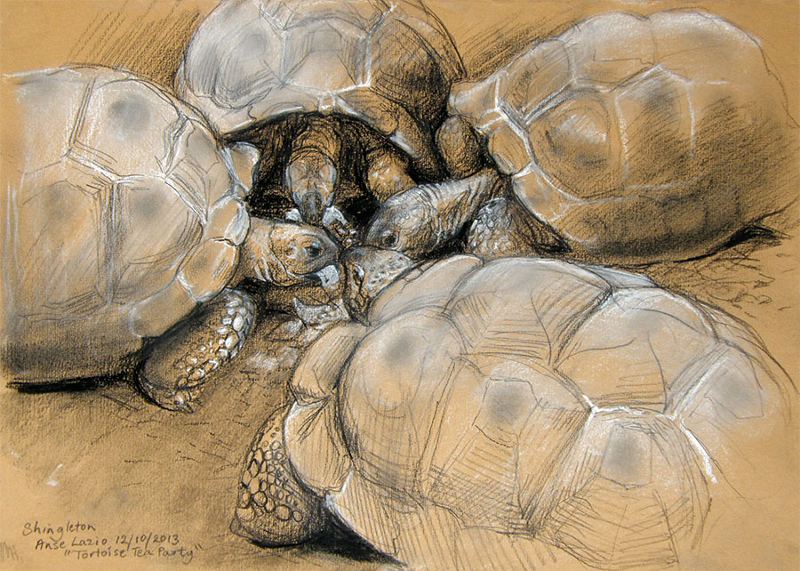 Tortoise tea party