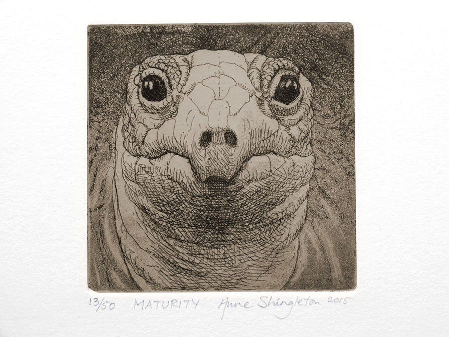 Giant Tortoise - Maturity