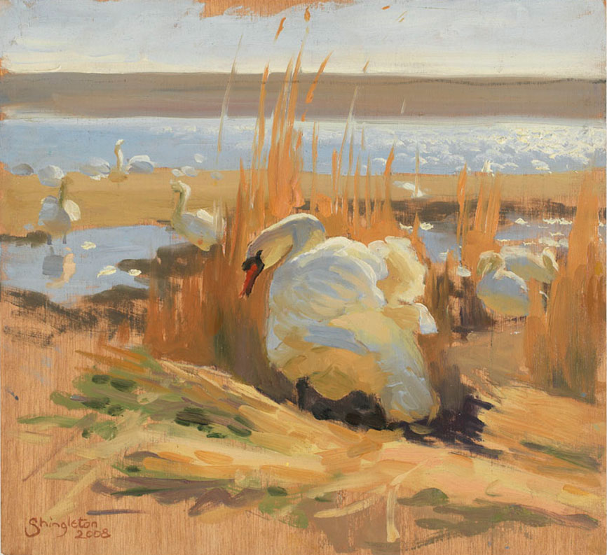 Cob in the reeds, Abbotsbury