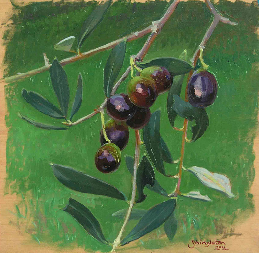 Ripening olives, black