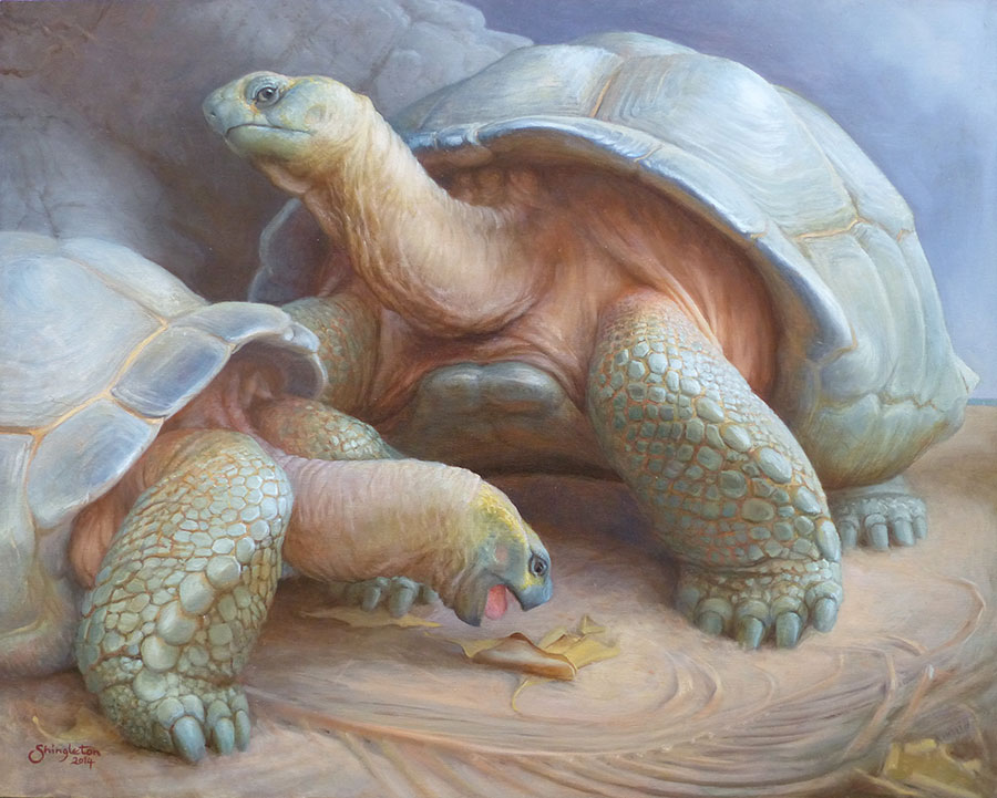 Living relics, Aldabra giant tortoises - oil painting